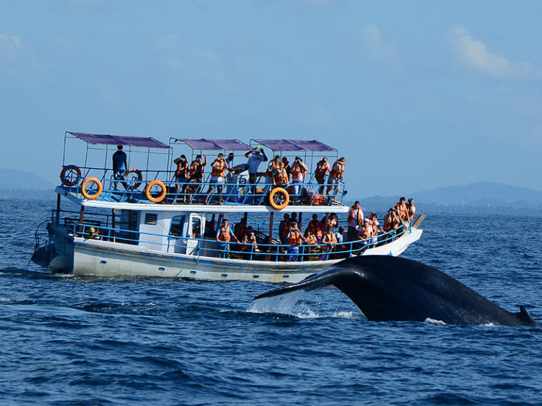 whale_watching-768x576